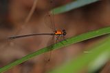 Golden Flatwing (Austroargiolestes chrysoides)