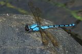 Arrowhead Rockmaster (Diphlebia nymphoides)