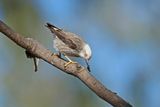 Varied Sittella (Daphoenositta chrysoptera leucocephala)