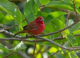 Red billed Firefinch-Vuurvinkje