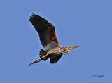 Purple Heron - Purperreiger