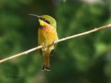 little bee-eater - Dwergbijeneter -   Merops pusillus 