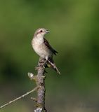 Red-backed Shrike - Grauwe Klauwier - Lanius collurio 