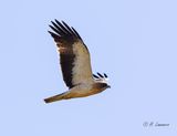 Booted Eagle - Dwergarend  - Hieraaetus pennatus