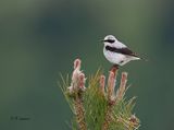 Northern Wheatear-  Tapuit - Oenanthe oenanthe libanotica