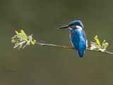 Common Kingfisher -Ijsvogel -  Alcedo atthis 