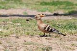 Eurasian Hoopoe - Hop - Upupa epops