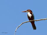 White-breasted Kingfisher - Smyrna-ijsvogel.- Halcyon smyrnensis