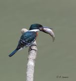 Green Kingfisher - Groene ijsvogel - Chloroceryle americana 