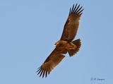 Greater Spotted Eagle -    Bastaardarend - Clanga clanga