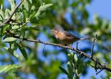 Subalpine warbler - Baardgrasmus  - Sylvia cantillans