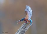Common kingfisher - Ijsvogel - Alcedo atthis