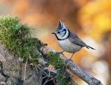 Crested tit - Kuifmees - Lophophanes cristatus