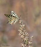 Swallowtail - Koninginnenpage - Papilio machaon