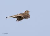 Eurasian skylark - Veldleeuwerik - Alauda arvensis