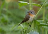  Red-breasted flycatcher - Kleine Vliegenvanger - Ficedula parva