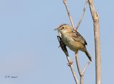 Zitting cisticola - Graszanger - cisticola juncidis 