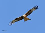 Red kite - Rode Wouw - milvus milvus 