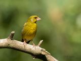 European greenfinch - Groenling -chloris chloris 