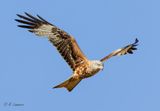 Red kite - Rode Wouw - milvus milvus  Mallorca. 