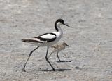 Pied avocet - Kluut - Recurvirostra avosetta
