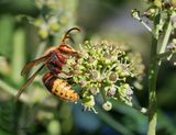  Hornet - Hoornaar - Vespa crabro