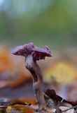 Amethyst Deceiver - Amethistzwam - Laccaria amethystina