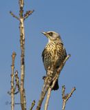  Fieldfare - Kramsvogel - pilaris english