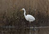 Great egret - Grote Zilverreiger  - Ardea alba