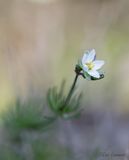 Pearlwort Spurrey - Heidespurrie - Spergula morisonii