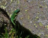 Western Green Lizard - Westelijke Smaragdhagedis - Lacerta bilineata