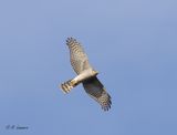 Eurasian sparrowhaw - Sperwer - Accipiter nisus 