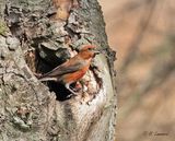 Red crossbill - Kruisbek - Loxia curvirostra