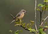 European stonechat - Roodborsttapuit - saxicola rubicola