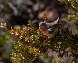  Western subalpine warbler - Baardgrasmus -  Curruca iberiae