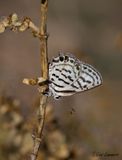 Mediterranean Pierrot - Tarucus rosacea