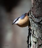Eurasian nuthatch - Boomklever - Sitta europaea