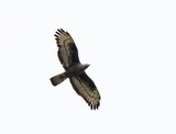 European honey buzzard - Wespendief - Pernis apivorus