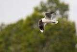 Gaviota chuil