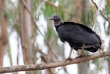 Jote de cabeza negra