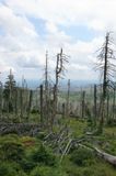 Harz dead wood