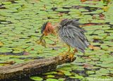 Green Heron 2016