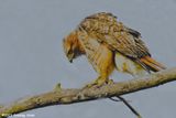 Red-tailed Hawk