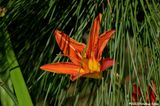 Delightful Day Lily