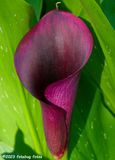 Purple Cala Lily