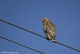 Red-shouldered Hawk Hunting From a Wire
