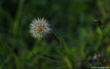 Dandelion Seed Head