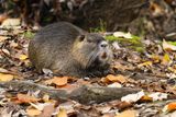 Nutria, A South American Invasive Species