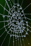 The beautiful designs in nature - Spiderweb