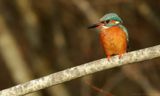 IJsvogel - Alcedo atthis - Kingfisher